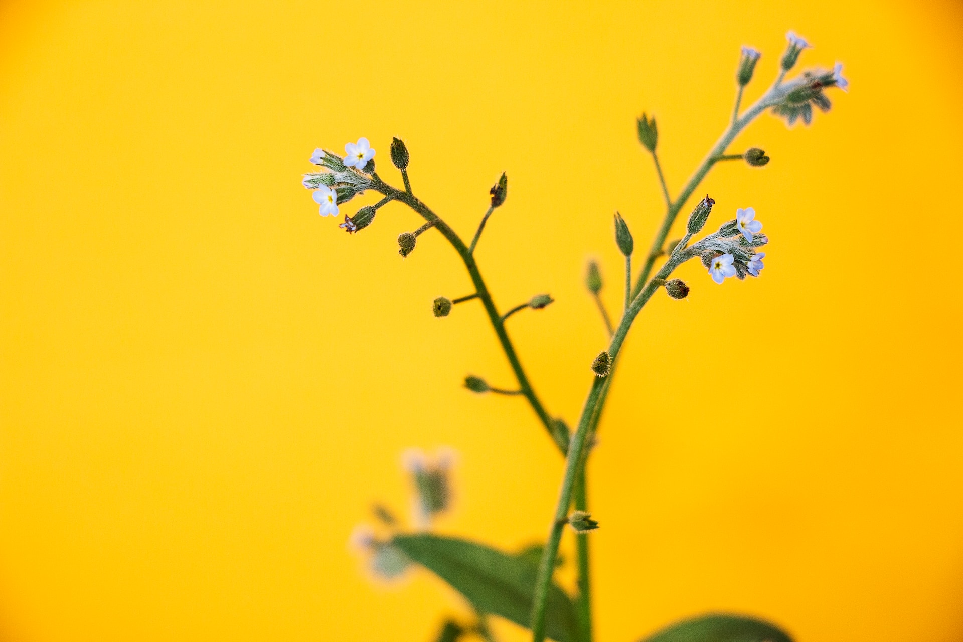 fida-kettunen-MdnDz0zZYsE-unsplash